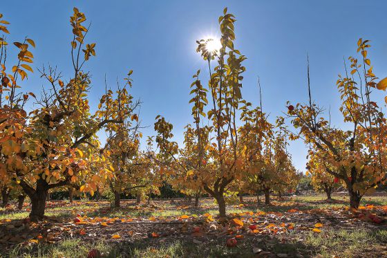 Un campo de caquis a punto de perder las hojas. / MÒNICA TORRES Un campo de caquis a punto de perder las hojas. / MÒNICA TORRES